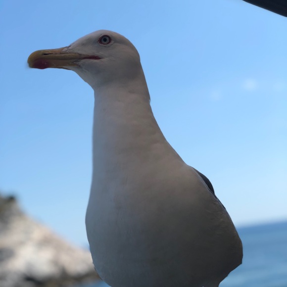 Meet your Posher, Melanie - Picture 1 of 1